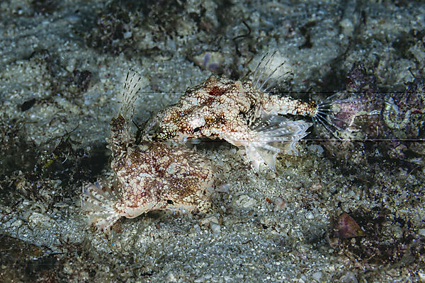 Zwerg-Fluegelrossfisch, zwei Fluegelrossfische, Eurypegasus draconis, Malalpascua Island, Cebu, Philippinensee, Philippinen