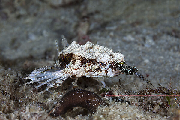 Zwerg-Fluegelrossfisch, Eurypegasus draconis, Malalpascua Island, Cebu, Philippinensee, Philippinen