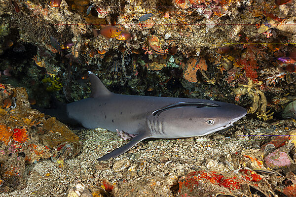 Weissspitzen-Riffhai, Triaenodon obesus, Malalpascua Island, Cebu, Philippinensee, Philippinen