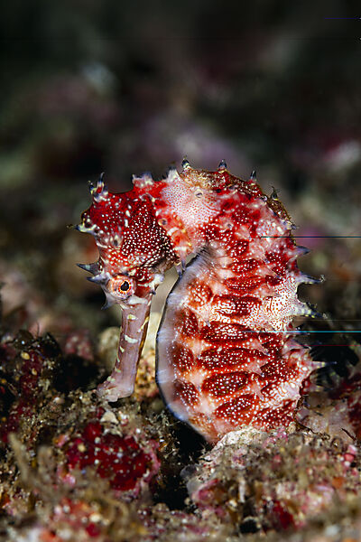 Dorniges Seepferdchen, Hippocampus histrix, Malalpascua Island, Cebu, Philippinensee, Philippinen