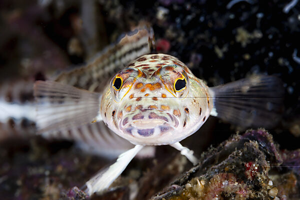 Vielpunkt-Sandbarsch, Parapercis millepunctata, Malalpascua Island, Cebu, Philippinensee, Philippinen