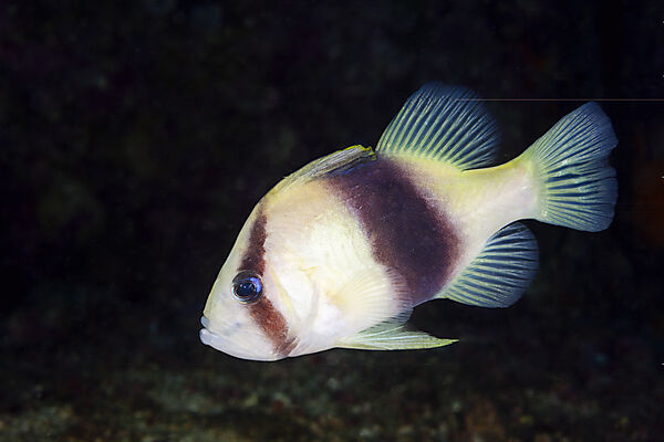 Schwarzgelber Seifenbarsch, Diploprion bifasciatum, Malalpascua Island, Cebu, Philippinensee, Philippinen