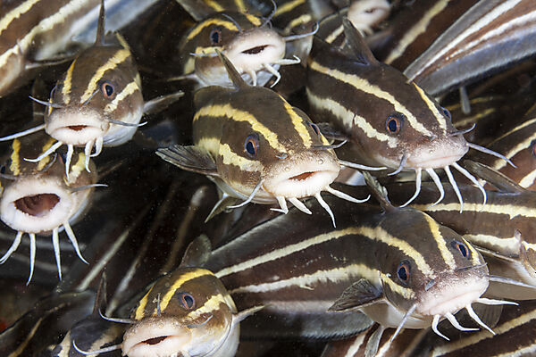 Schwarm Streifen-Korallenwelse, Plotosus lineatus, Malalpascua Island, Cebu, Philippinensee, Philippinen