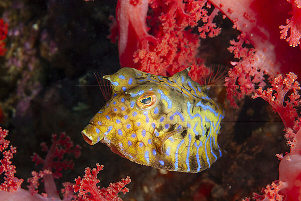 Rueckendorn-Kofferfisch, Lactoria fornasini, Malalpascua Island, Cebu, Philippinensee, Philippinen