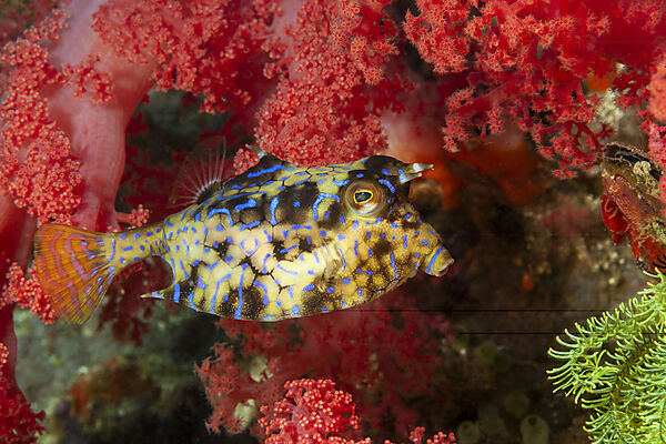 Rueckendorn-Kofferfisch, Lactoria fornasini, Malalpascua Island, Cebu, Philippinensee, Philippinen