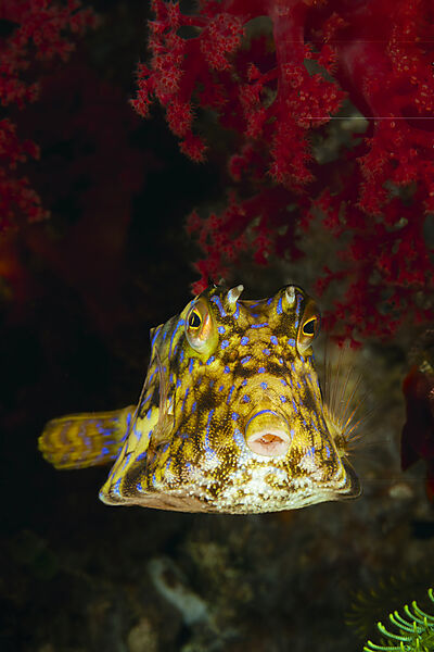 Rueckendorn-Kofferfisch, Lactoria fornasini, Malalpascua Island, Cebu, Philippinensee, Philippinen