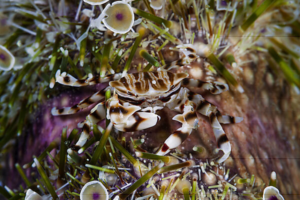Seeigel-Krabbe, Zebrakrabbe auf Feuerseeigel, Zebrida adamsii, Asthenosoma varium, Malalpascua Island, Cebu, Philippinensee, Philippinen
