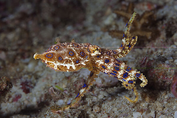Giftiger Blauring-Oktopus, Hapalochlaena lunulata, Malalpascua Island, Cebu, Philippinensee, Philippinen
