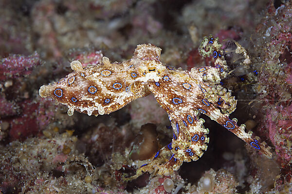 Giftiger Blauring-Oktopus, Hapalochlaena lunulata, Malalpascua Island, Cebu, Philippinensee, Philippinen