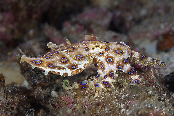 Giftiger Blauring-Oktopus, Hapalochlaena lunulata, Malalpascua Island, Cebu, Philippinensee, Philippinen