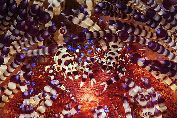 Coleman Partnergarnelen auf Feuerseeigel, Periclimenes colemani, Mabini, Luzon, Philippinensee, Philippinen