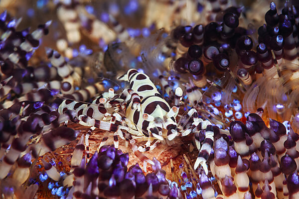 Coleman Partnergarnelen auf Feuerseeigel, Periclimenes colemani, Mabini, Luzon, Philippinensee, Philippinen
