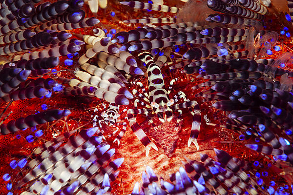 Coleman Partnergarnelen auf Feuerseeigel, Periclimenes colemani, Mabini, Luzon, Philippinensee, Philippinen