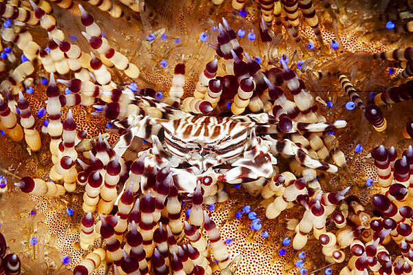 Seeigel-Krabbe, Zebrakrabbe auf Feuerseeigel, Zebrida adamsii, Asthenosoma varium, Mabini, Luzon, Philippinensee, Philippinen