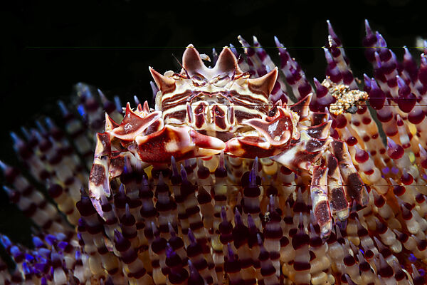 Seeigel-Krabbe, Zebrakrabbe auf Feuerseeigel, Zebrida adamsii, Asthenosoma varium, Mabini, Luzon, Philippinensee, Philippinen
