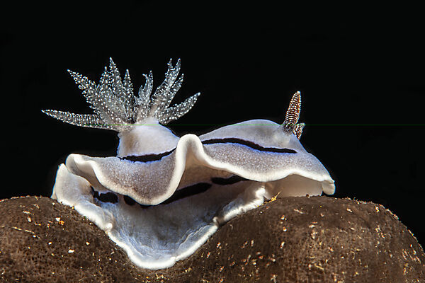 Blaue Prachtsternschnecke, Chromodoris willani, Mabini, Luzon, Philippinensee, Philippinen