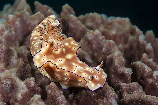 Prachtsternschnecke, Ceratosoma trilobatum, Mabini, Luzon, Philippinensee, Philippinen