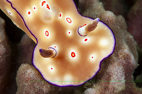 Prachtsternschnecke, Ceratosoma trilobatum, Mabini, Luzon, Philippinensee, Philippinen