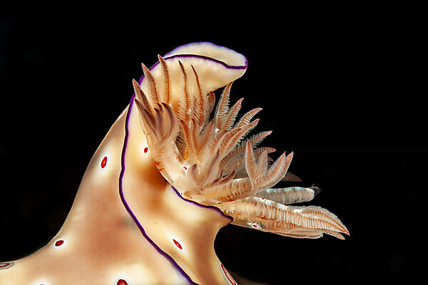 Prachtsternschnecke, Ceratosoma trilobatum, Mabini, Luzon, Philippinensee, Philippinen