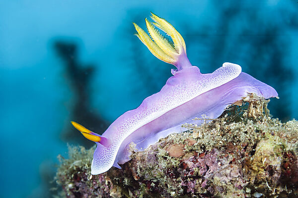 Rosa Prachsternschnecke, Hypselodoris bullockii, Mabini, Luzon, Philippinensee, Philippinen