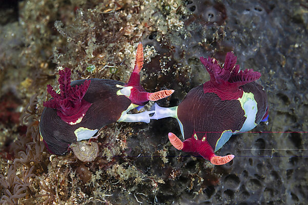 Purpur-Neonsternschnecke Paarung, Nembrotha rutilans, Nembrotha purpureolineata, Mabini, Luzon, Philippinensee, Philippinen