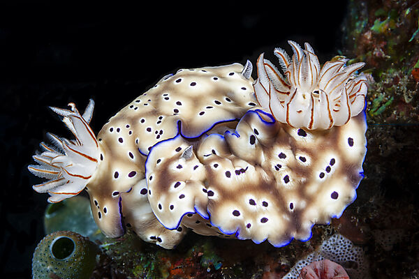Prachtsternschnecken Paarung, Hypselodoris tryoni, Risbecia tryoni, Mabini, Luzon, Philippinensee, Philippinen