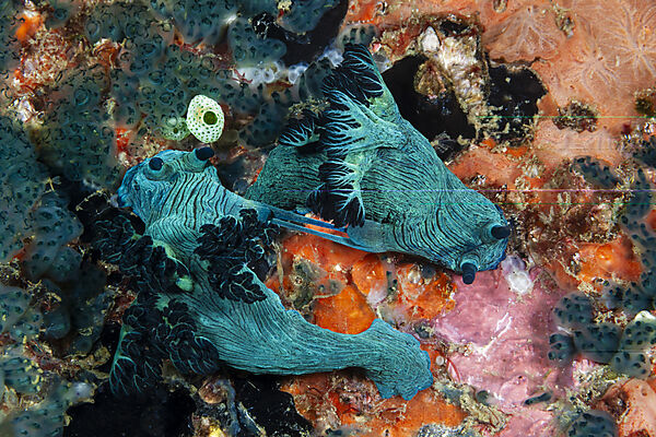 Prachtsternschnecken Paarung, Tambja sp., Mabini, Luzon, Philippinensee, Philippinen