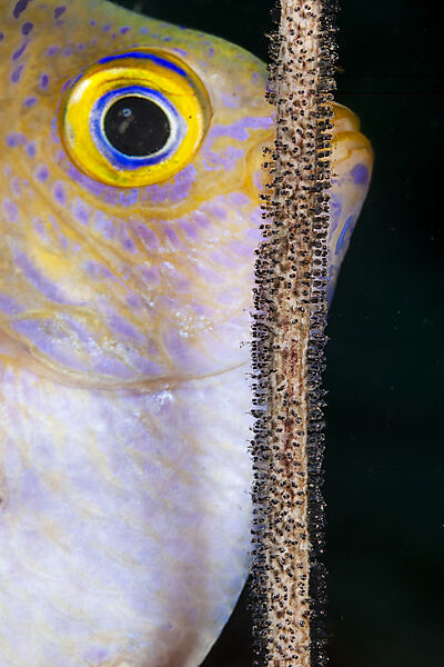 Goldener Riffbarsch reinigt sein Brutgelege, Amblyglyphidodon aureus, Mabini, Luzon, Philippinensee, Philippinen