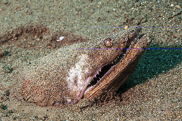 Sternengucker-Schlangenaal, Brachysomophis cirrocheilos, Mabini, Luzon, Philippinensee, Philippinen
