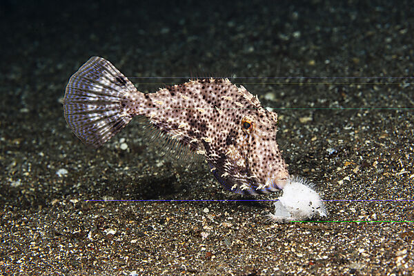 Fressender Algen-Feilenfisch, Pseudomonacanthus macrurus, Mabini, Luzon, Philippinensee, Philippinen