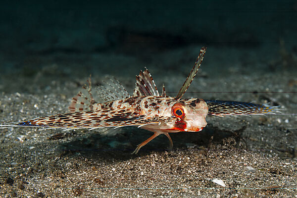 Orientalischer Flughahn, Helm-Flughahn, Dactyloptena orientalis , Mabini, Luzon, Philippinensee, Philippinen