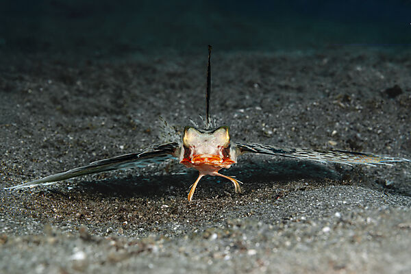 Orientalischer Flughahn, Helm-Flughahn, Dactyloptena orientalis , Mabini, Luzon, Philippinensee, Philippinen