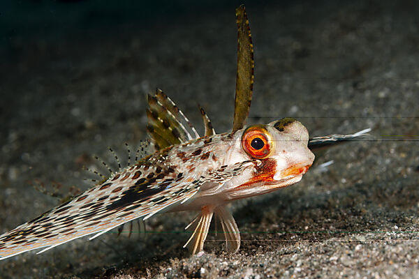 Orientalischer Flughahn, Helm-Flughahn, Dactyloptena orientalis , Mabini, Luzon, Philippinensee, Philippinen