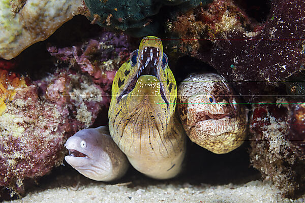 Weissaugen-Muraene, Gelbkopf-Muraene, Sidera prosopeion, Gymnothorax fimbriatus, Mabini, Luzon, Philippinensee, Philippinen