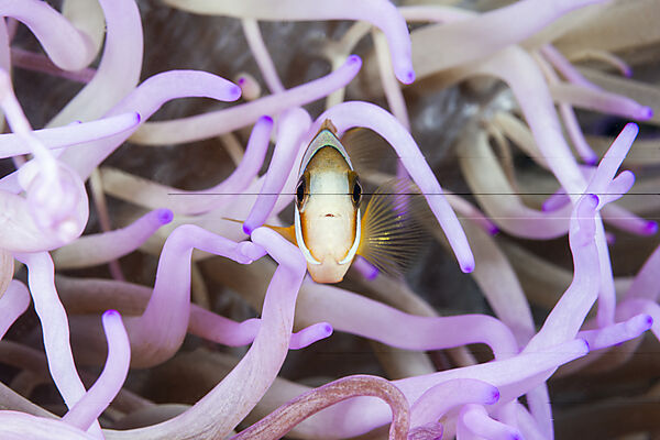 Clarks-Anemonenfisch, Amphiprion clarkii, Mabini, Luzon, Philippinensee, Philippinen
