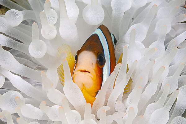 Clarks-Anemonenfisch, Amphiprion clarkii, Mabini, Luzon, Philippinensee, Philippinen