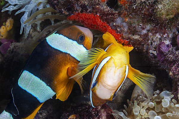 Clarks-Anemonenfisch, Eiablage, Amphiprion clarkii, Mabini, Luzon, Philippinensee, Philippinen