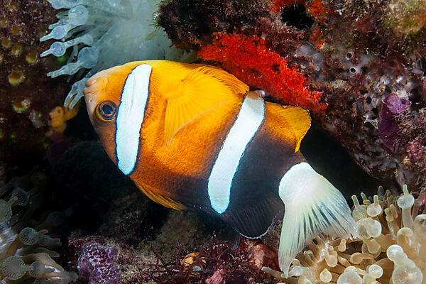 Clarks-Anemonenfisch, Eiablage, Amphiprion clarkii, Mabini, Luzon, Philippinensee, Philippinen
