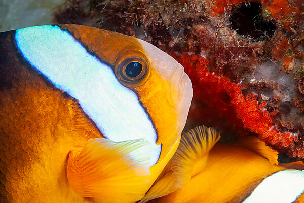Clarks-Anemonenfisch, Eiablage, Amphiprion clarkii, Mabini, Luzon, Philippinensee, Philippinen
