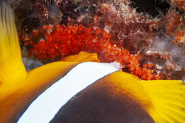 Clarks-Anemonenfisch, Eiablage, Amphiprion clarkii, Mabini, Luzon, Philippinensee, Philippinen