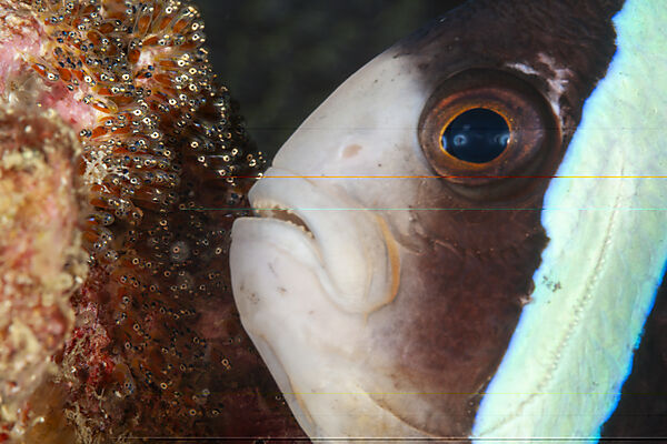 Clarks-Anemonenfisch, Eigelege, Laich, Amphiprion clarkii, Mabini, Luzon, Philippinensee, Philippinen