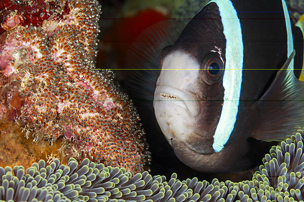 Clarks-Anemonenfisch, Eigelege, Laich, Amphiprion clarkii, Mabini, Luzon, Philippinensee, Philippinen