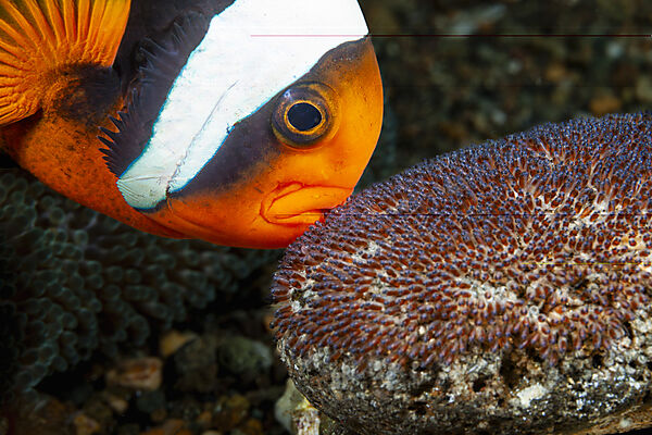 Australischer Anemonenfisch, Eigelege, Laich, Amphiprion rubrocinctus , Mabini, Luzon, Philippinensee, Philippinen