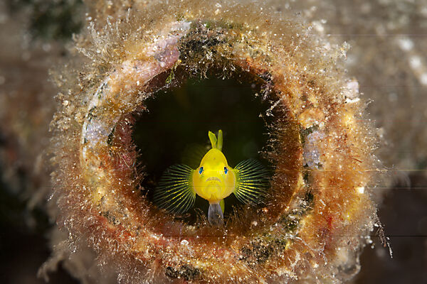 Gelbe Zwerggrundel in Flasche, Lubricogobius exiguus, Mabini, Luzon, Philippinensee, Philippinen