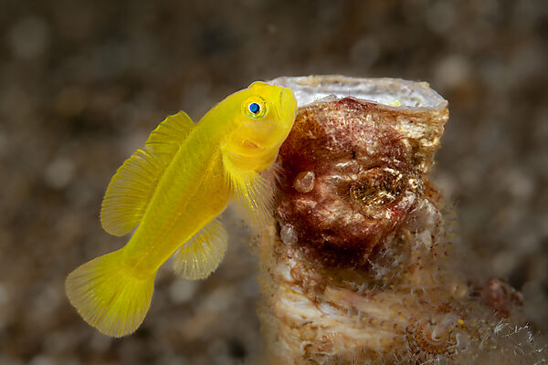 Gelbe Zwerggrundel, Lubricogobius exiguus, Mabini, Luzon, Philippinensee, Philippinen
