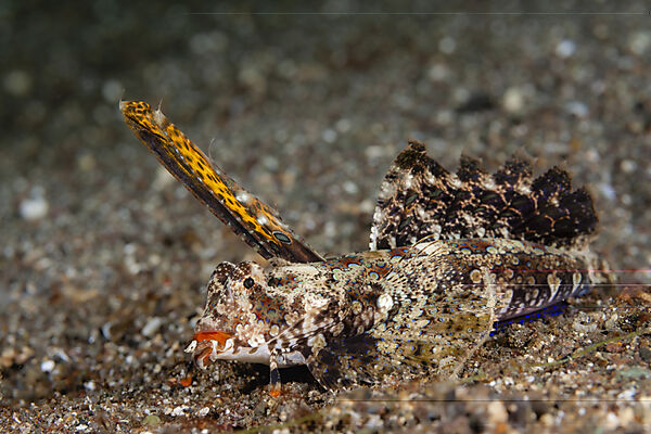 Finger-Leierfisch, Dactylopus dactylopus, Mabini, Luzon, Philippinensee, Philippinen