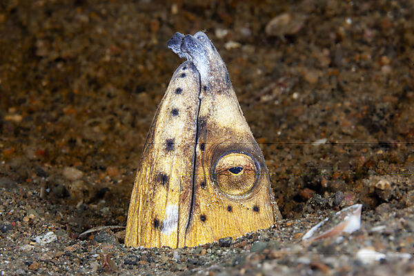 Sand-Schlangenaal, Ophichthus altipennis, Mabini, Luzon, Philippinensee, Philippinen