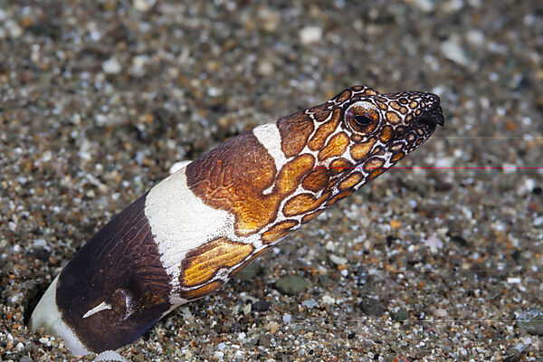 Napoleon Schlangenaal, Ophichthus bonaparti, Mabini, Luzon, Philippinensee, Philippinen