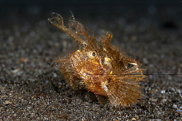 Ambon Skorpionsfisch, Pteroidichthys amboinensis, Mabini, Luzon, Philippinensee, Philippinen
