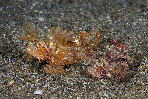Zwei Ambon Skorpionsfische, Pteroidichthys amboinensis, Mabini, Luzon, Philippinensee, Philippinen